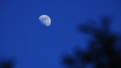 Fototapeta premium Waxing gibbous Moon with tree silhouettes on a daylight blue sky.