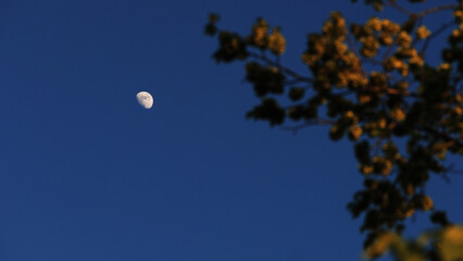 Fototapeta premium Waxing gibbous Moon with tree silhouettes on a daylight blue sky.