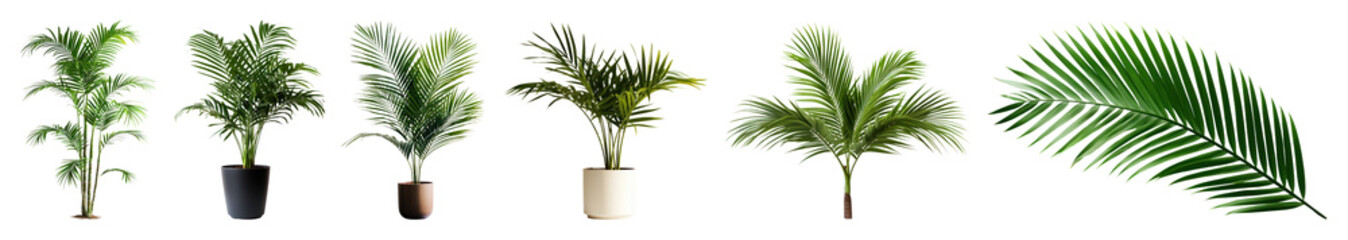 Fototapeta premium PNG Tropical potted palm leaves on transparent background