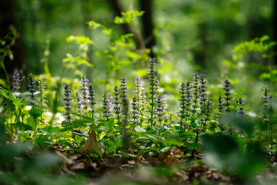 Bugleweed in forest.