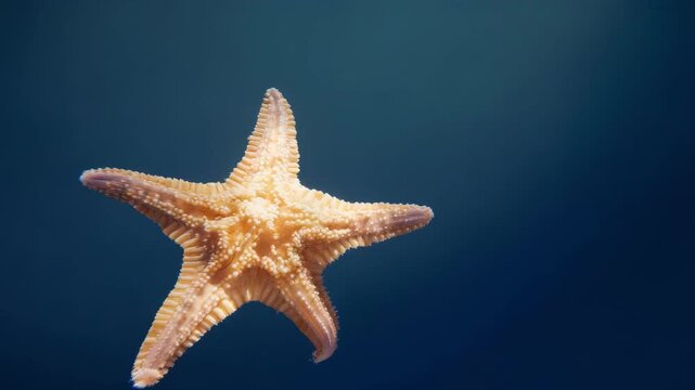Orange starfish swimming in deep blue ocean water, marine life footage showing a sea star moving gracefully through the dark underwater environment