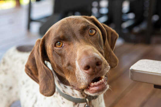 German Shorthaired Pointer on a Scenic Lake House Deck