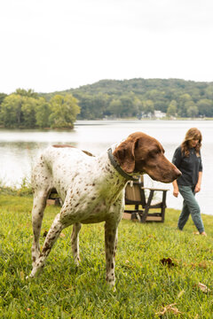 German Shorthaired Pointer Walking Through Grass Around Lake