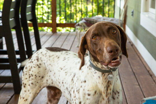 German Shorthaired Pointer on a Scenic Lake House Deck