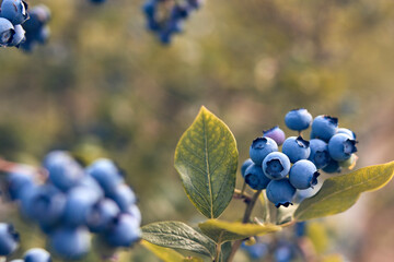 Obraz premium Fresh blueberries ready for seasonal picking on a farm.