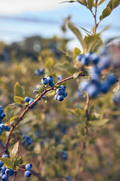 Fresh blueberries ready for seasonal picking on a farm.