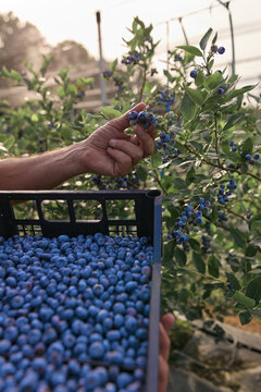 Farmer picking fresh blueberries on a farm.