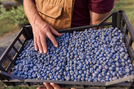 Farmer picking fresh blueberries on a farm.