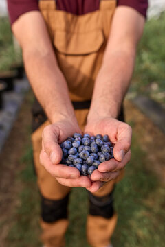 Farmer holding fresh blueberries on a farm.