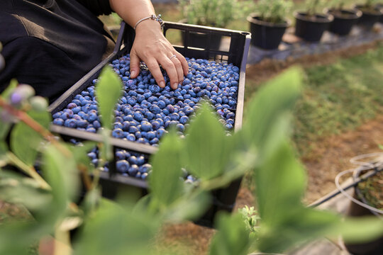 Farmer picking fresh blueberries on a farm.