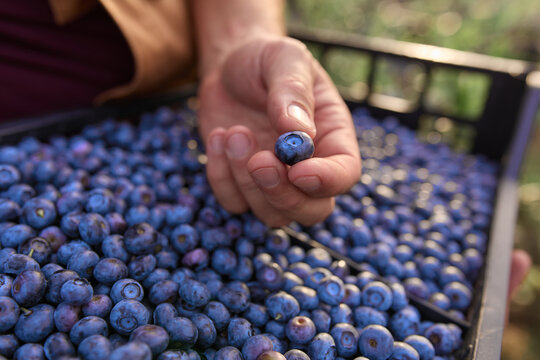 Farmer picking fresh blueberries on a farm.