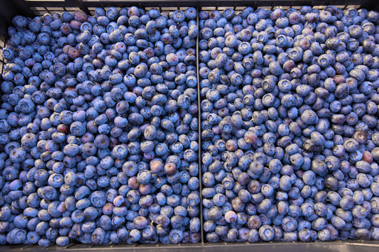 Freshly picked organic blueberries in fruit crates prepared for selling on a market.