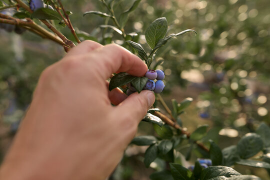 Farmer holding fresh blueberries on a farm.