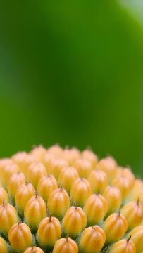 Vertical video: Antennae sensing bud, orange-red ladybug crawling across yellow buds seeking grip