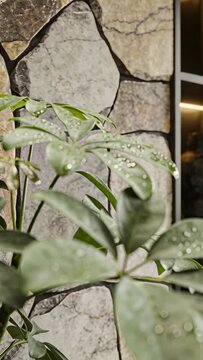 Vertical video: Shifting camera focusing, showing umbrella plant with droplets and glass silhouette