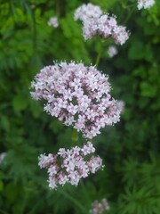 Obraz premium Valériane Officinale, Common valerian (Valeriana officinalis) fleurissant dans la nature. 