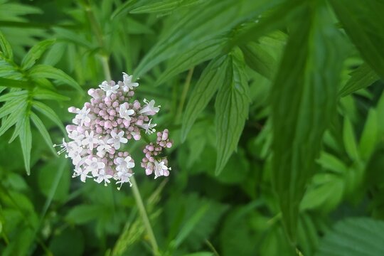 Val&eacute;riane Officinale, Common valerian (Valeriana officinalis) fleurissant dans la nature.	