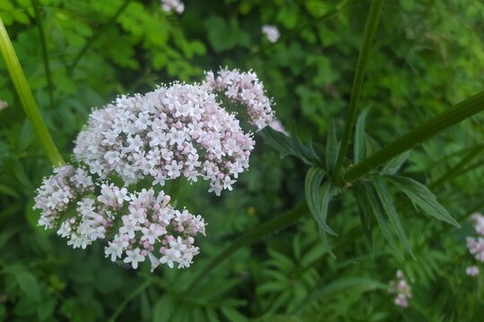 Val&eacute;riane Officinale, Common valerian (Valeriana officinalis) fleurissant dans la nature.	