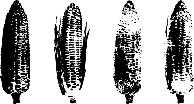 four black and white corn cobs silhouettes with husks removed in various shapes and textures