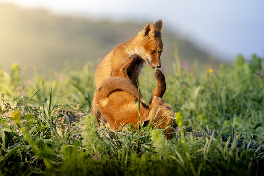 playful red fox cub grooming in meadow
