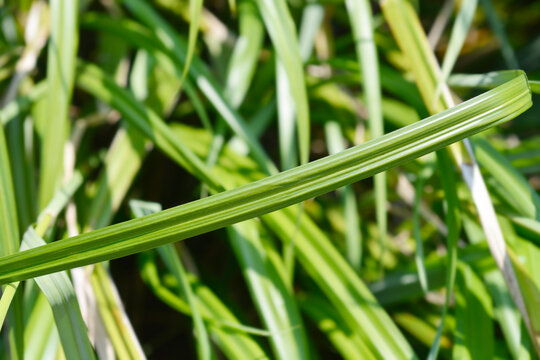 Pendulous sedge leaf detail - Latin name - Carex pendula