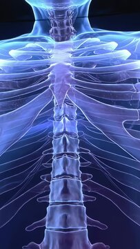 Vertical video: Panning camera, frames shifting over T1&ndash;T12 showing clavicles in studio with band