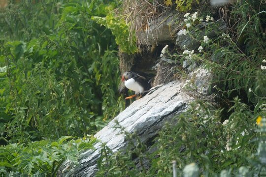 An Atlantic puffin standing near its burrow surrounded by flowers and plants