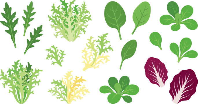 Fresh Salad Greens Vector Illustration Set with Arugula, Spinach, Radicchio, and Lettuce Leaves for Healthy Eating, Culinary, and Grocery Designs