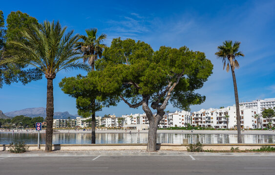 Port d'Alc&uacute;dia, Mallorca, Spanien: Der Hafen, Strand und die Promenade von Alcudia mit B&auml;umen und den Hotels f&uuml;r die Urlauber