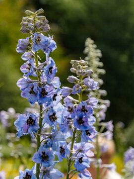 Blue Delphinium Flowers Blooming In Sunny Garden