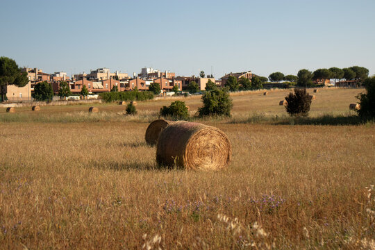 Rotoballe di Fieno in un Ampio Campo Rurale sotto il Cielo Estivo, con Case sullo Sfondo che Raccontano il Contrasto tra Vita Agricola e Ambiente Residenziale
