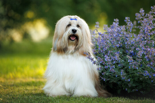 happy tibetan terrier dog sitting outdoors in the park