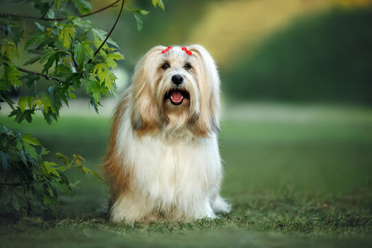 happy tibetan terrier dog standing on grass in summer