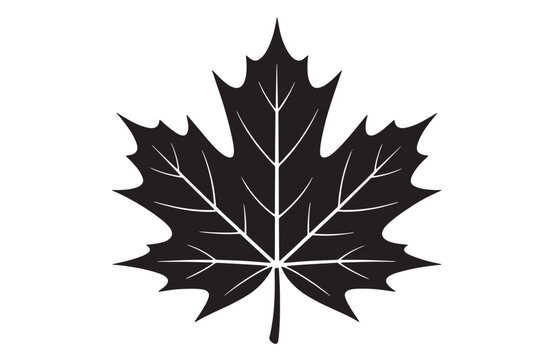 Detailed silhouette of a single maple leaf on white background for design