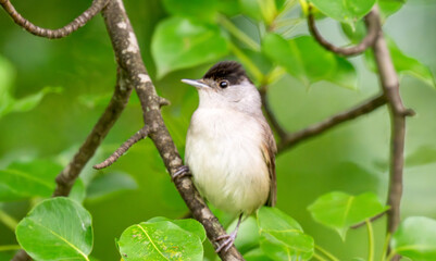 Obraz premium Male Eurasian Blackcap Singing