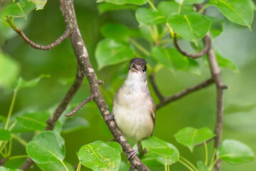 Obraz premium Male Eurasian Blackcap Singing