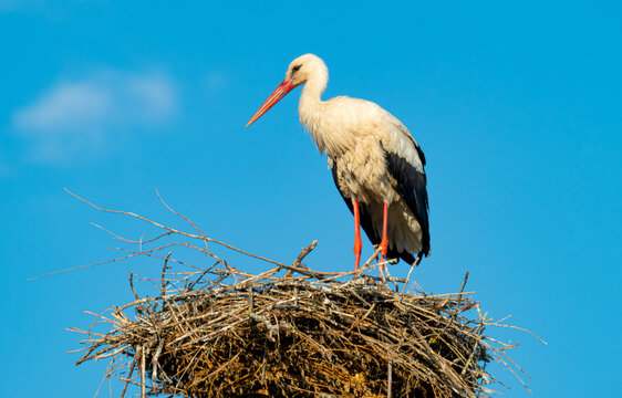White stork standing on the nest