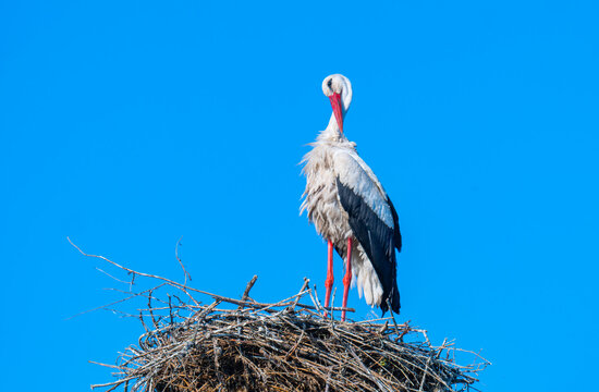 White stork standing on the nest