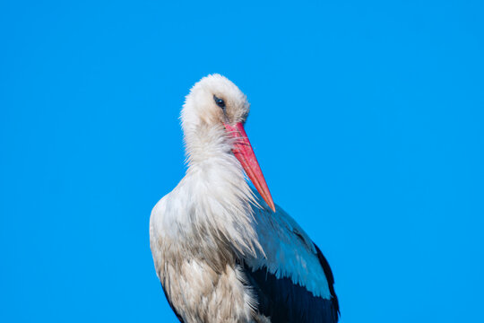 White stork standing on the nest