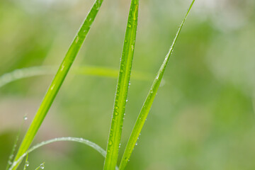 Obraz premium Macro Shot of Meadow Grasses in Bloom – Serene Nature Background with Warm Light and Blurred Field, Perfect for Calm Design