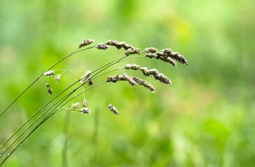 Fototapeta premium Macro Shot of Meadow Grasses in Bloom – Serene Nature Background with Warm Light and Blurred Field, Perfect for Calm Design
