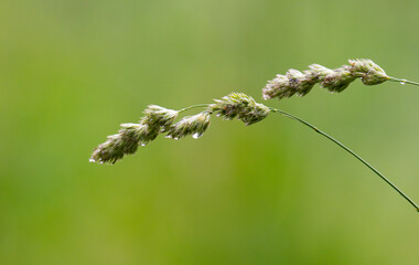 Fototapeta premium Macro Shot of Meadow Grasses in Bloom – Serene Nature Background with Warm Light and Blurred Field, Perfect for Calm Design