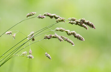 Fototapeta premium Macro Shot of Meadow Grasses in Bloom – Serene Nature Background with Warm Light and Blurred Field, Perfect for Calm Design