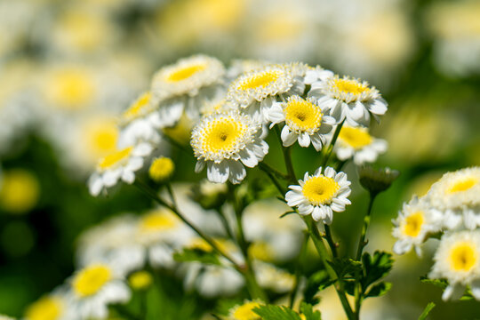 Double feverfew