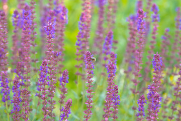 Obraz premium Salvia nemorosa. Salvias in different colors