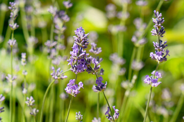 Obraz premium bee on beautiful lavender blooming