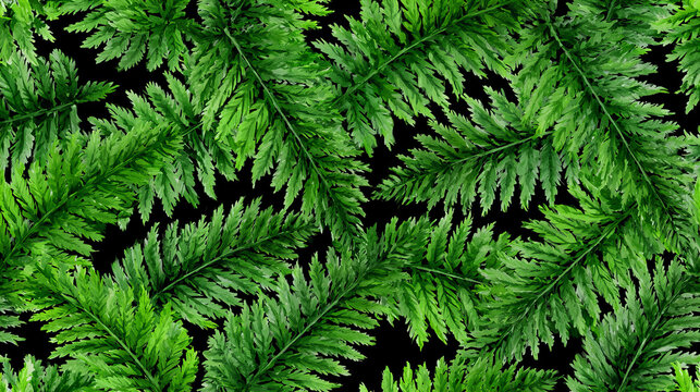 Watercolor fern leaf pattern with lush tropical foliage on black background. Hand painted botanical texture for fabric, wallpaper, wrapping paper and nature inspired design.