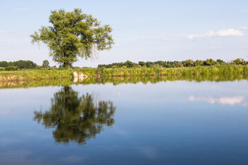 Wielkie drzewo stojące nad stawem z lustrzanym odbiciem © kubikactive
