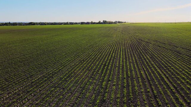 Aerial drone flying over a large green cornfield with long rows of young plants growing in the fertile black soil at sunset