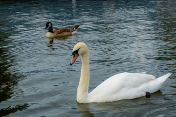 Obraz premium White swan swimming on rippled water with Canada goose in background